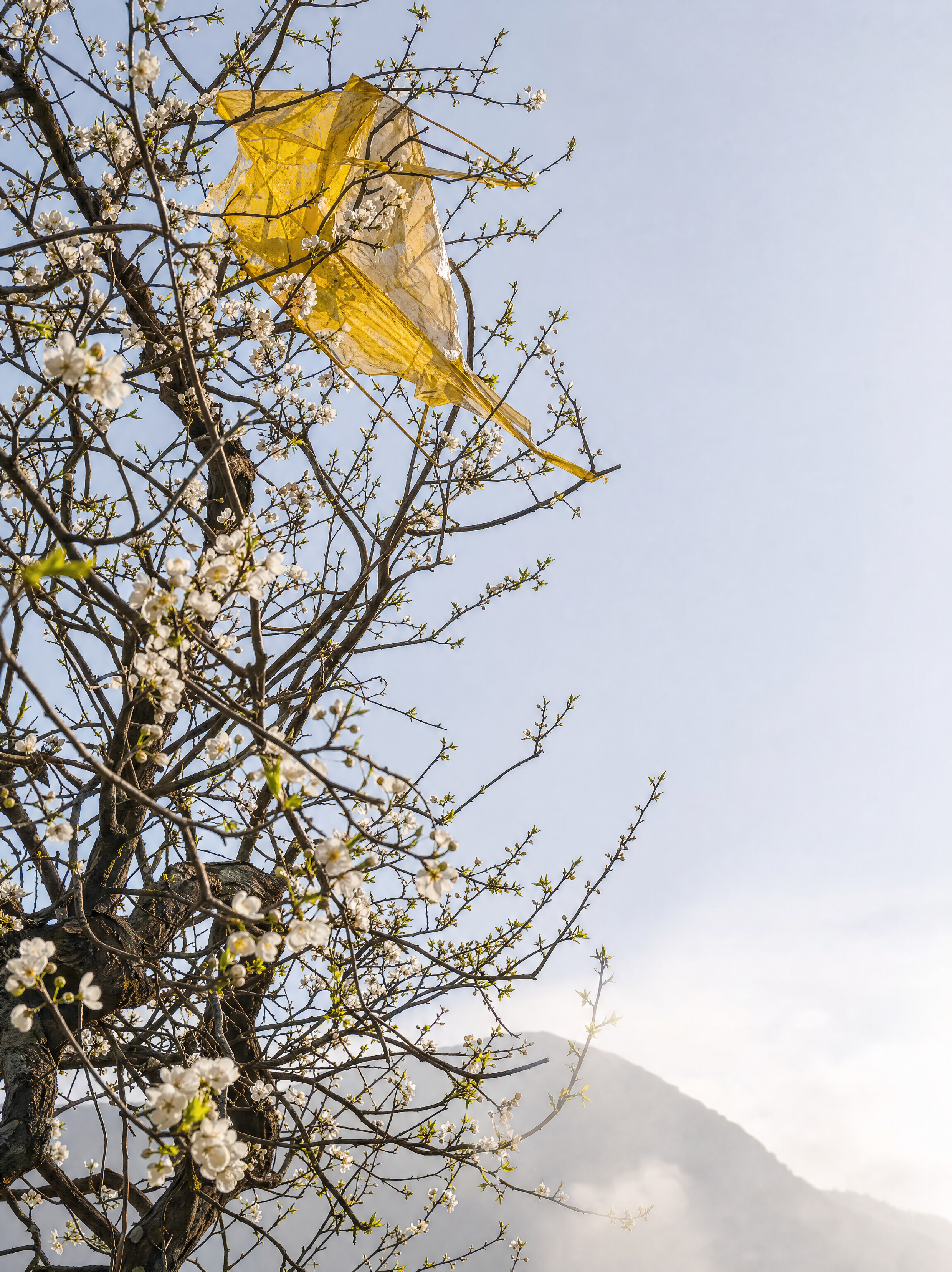 Child’s Kite, Quince by Jun Park